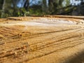 Saw marks after a tree felling Royalty Free Stock Photo