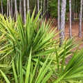 Saw Palmento Plant Serenoa repens in Florida Royalty Free Stock Photo