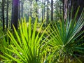 Saw Palmetto