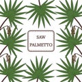 Saw Palmetto in color, border Royalty Free Stock Photo