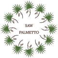 Saw Palmetto in color, round frame 2 Royalty Free Stock Photo