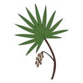 Saw Palmetto in color Royalty Free Stock Photo