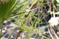 Saw Palmetto flower panicles claimed to prevent prostate cancer