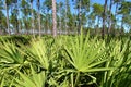 Saw Palmetto and Pine Flatwoods