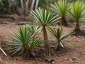 Saw Palmetto (Serenoa repens) in the garden