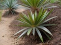 Saw Palmetto (Serenoa repens) in the garden Royalty Free Stock Photo