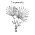 Saw Palmetto Serenoa repens , medicinal tree