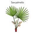 Saw Palmetto Serenoa repens , medicinal tree Royalty Free Stock Photo