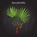 Saw Palmetto Serenoa repens , medicinal tree Royalty Free Stock Photo