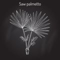 Saw Palmetto Serenoa repens , medicinal tree Royalty Free Stock Photo