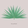 Saw Palmetto, Serenoa repens medicinal tree. Royalty Free Stock Photo