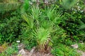 Saw palmetto plant serenoa repens - Davie, Florida, USA
