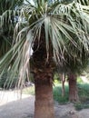 SAW PALMETTO /SERENOA REPENS PLANT