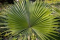 Saw palmetto serenoa repens plant palm leaves