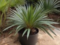 Saw Palmetto (Serenoa repens) in the garden Royalty Free Stock Photo
