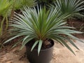 Saw Palmetto (Serenoa repens) in the garden