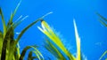 Saw Palmetto, Serenoa repens in the sunshine against a clear blue sky. Saw Palmetto has been used in traditional and alternative Royalty Free Stock Photo