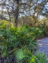 Saw Palmento Plant Serenoa repens in Florida Royalty Free Stock Photo