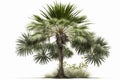 Saw Palmetto Tree On A White Background. Generative AI Royalty Free Stock Photo