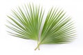 Saw Palmetto On White