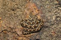 Saw Scaled Viper,Echis carinatus carinatus, Satara, Maharashtra, India Royalty Free Stock Photo