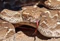 Saw-scaled viper , Echis carinatus portrait Royalty Free Stock Photo