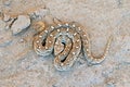 Saw-scaled viper , Echis carinatus on desert ground Royalty Free Stock Photo