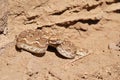 Saw-scaled viper , Echis carinatus