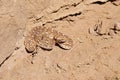 Saw-scaled viper , Echis carinatus