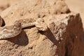 Saw-scaled viper , Echis carinatus