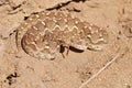 Saw-scaled viper , Echis carinatus