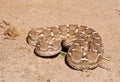 Saw-scaled viper , Echis carinatus on desert ground