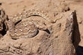 Saw-scaled viper , Echis carinatus