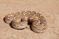 Saw-scaled viper , Echis carinatus