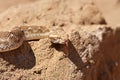 Saw-scaled viper , Echis carinatus