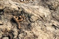 Saw scaled Viper, Echis carnitus slithering away, Satara, Maharashtra, India