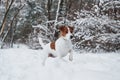 He saw something. Close up portrait of cute dog that have a walk ourdoors in the winter time