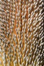 Saw-Toothed Banksia Royalty Free Stock Photo