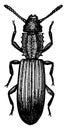 Saw Toothed Grain Beetle, vintage illustration
