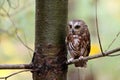 Saw Whet Owl Royalty Free Stock Photo