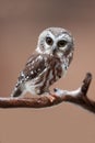 Saw-Whet Owl