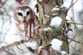 Saw Whet Owl