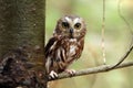 Saw-Whet Owl Royalty Free Stock Photo