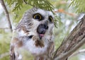 A Saw-whet owl Aegolius acadicus expelling a pellet perched on a cedar tree branch during winter in Canada Royalty Free Stock Photo
