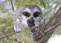 A Saw-whet owl Aegolius acadicus expelling a pellet perched on a cedar tree branch during winter in Canada Royalty Free Stock Photo