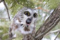 A Saw-whet owl coughing up a pellet in a cedar tree in Canada Royalty Free Stock Photo