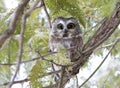 A Saw-whet owl roosting on a cedar tree branch during winter in Canada