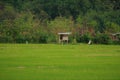 Sawa rice in Kota Marudu Sabah