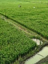 sawah hijau green field ricefield rice