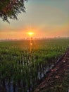 Sawah sunrise farm morning glory Royalty Free Stock Photo